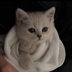 免费特美囯级黄片毛片
